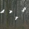 grotezilverreiger12022017