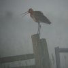 grutto_alblasserwaard_200510_4