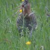 grutto_vijfheerenlanden_100510_3
