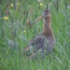 grutto_vijfheerenlanden_100510_4