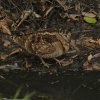 houtsnipwieringermeer04032018_2