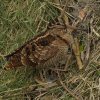houtsnipwieringermeer04032018_3