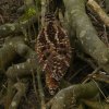 houtsnipwieringermeer04032018_4