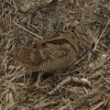 houtsnipwieringermeer04032018_5
