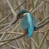 ijsvogel29012017_2