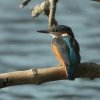 ijsvogeljuvenielzouweboezem22072019