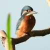 ijsvogeljuvenielzouweboezem24072019_2