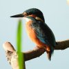 ijsvogeljuvenielzouweboezem24072019_3