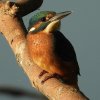 ijsvogeljuvenielzouweboezem24072019_4