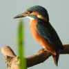 ijsvogeljuvenielzouweboezem24072019_5