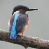 ijsvogeljuvenielzouweboezem28072019_1