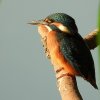ijsvogelvrouwzouweboezem24072019