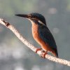 ijsvogelvrouwzouweboezem25072019_1