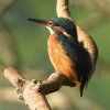 ijsvogelvrouwzouweboezem25072019_2