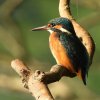 ijsvogelvrouwzouweboezem25072019_3