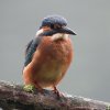 ijsvogelvrouwzouweboezem28072019