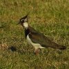 kievitalblasserwaard17052020