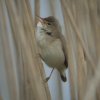kleine_karekiet_lekoever_langerak_160510_1
