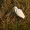 kleinezilverreiger12022017