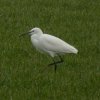 kleinezilverreiger29012017
