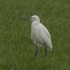 kleinezilverreiger29012017_2