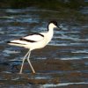 kluutbrabantsbiesbosch27052020