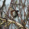kramsvogellekdijk01122019_3