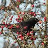 merelmanachthoven01122019_2