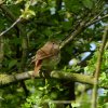 nachtegaalacquoy27042015_1