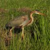 purperreigeralblasserwaard170520201