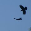 ravenheukelum15052019_2