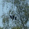 ravenjongenheukelum13052019