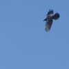 ravenjongheukelum15052019_2