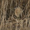 roerdomp05022017_2