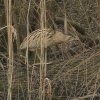 roerdomp05022017_3