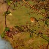 roodborst20122016