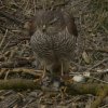 sperwervrouwmetgraspieperwieringermeer04031018