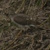 sperwervrouwwieringermeer04032018_1