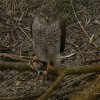 sperwervrouwwieringermeer04032018_2