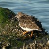 steenloper21012017_1