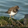 steenloper21012017_2