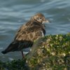 steenloper21012017_3