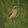 tapuit_man_brabantse_biesbosch_27042010