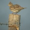 veldleeuwerik_brabantse_biesbosch_270410