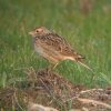 veldleeuwerik_brabantse_biesbosch_280410_1
