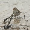 waterpieper12022017_1