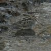 watersnip22012017_1