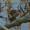 watersnip22012017_2