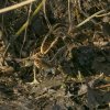 watersnip22012017_6