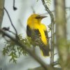 wielewaal_300410_1